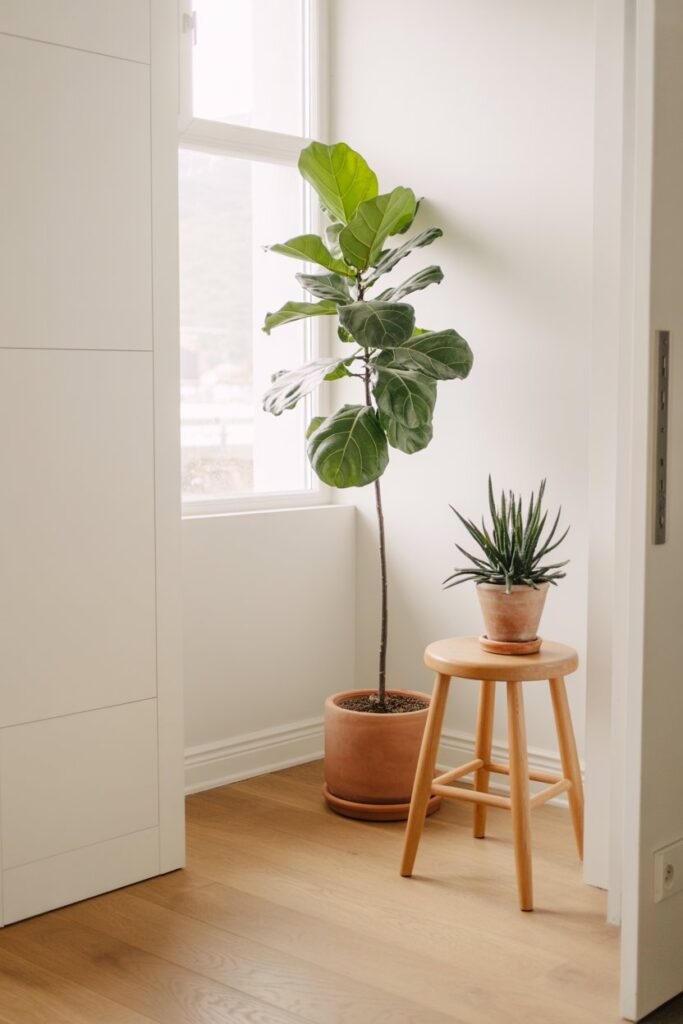 Greenery and Natural Elements